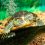 Las tortugas de orejas rojas -min